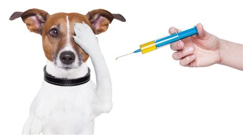 Protect Your Pet – Rabies Vaccination Clinic | Chelmsford Dog Association