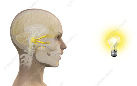 Photic sneeze reflex, artwork - Stock Image - C016/7700 - Science Photo ...