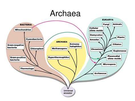 Prokaryotes, Diagram, Bacteria