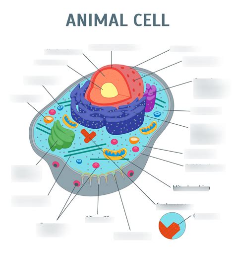 Animal Cell Organelles And Their Functions Quizlet - Vce Biology Cell ...