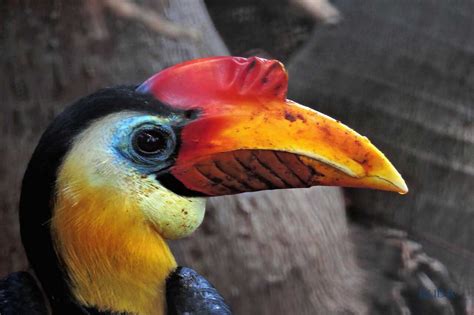 Wrinkled Hornbill - Honolulu Zoo Society