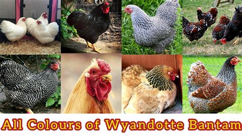 All Colours Types of Wyandotte Chickens in THIS ONE Video 😍😱 ...