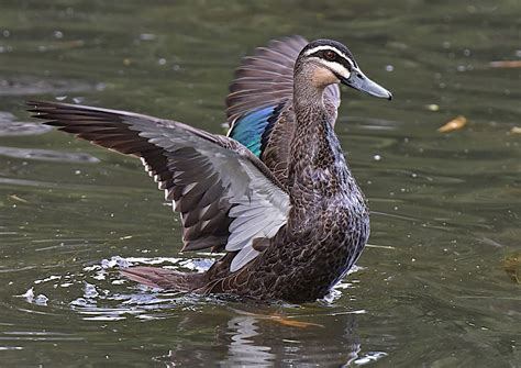 Pacific Black Duck | Pretty birds, Duck, Birds