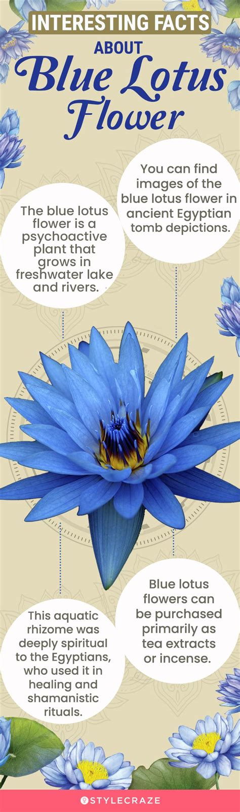 What Is Blue Lotus Flower? Benefits And How To Use