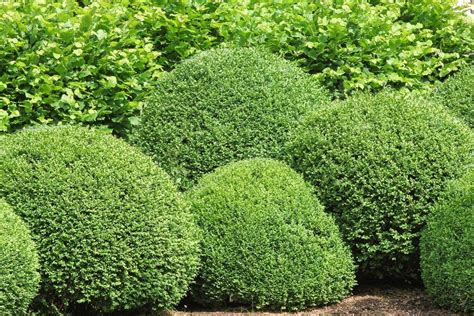 Zone 7 Evergreen Shrubs - Choosing Evergreen Shrubs For Zone 7 Gardens