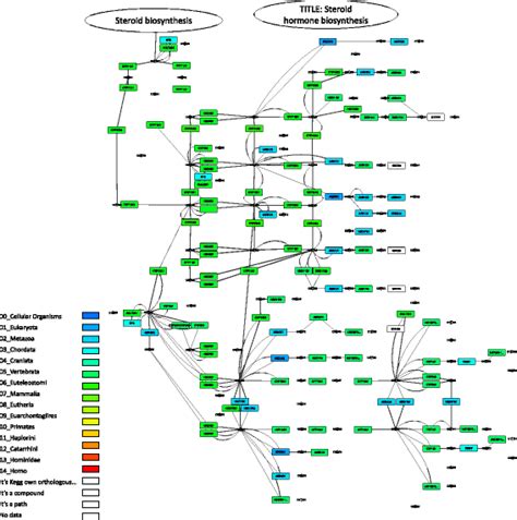 KEGG steroid hormone biosynthesis pathway. Visualization of the KEGG ...