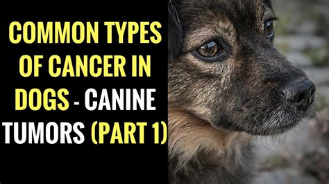 Types Of Cancer In Dogs