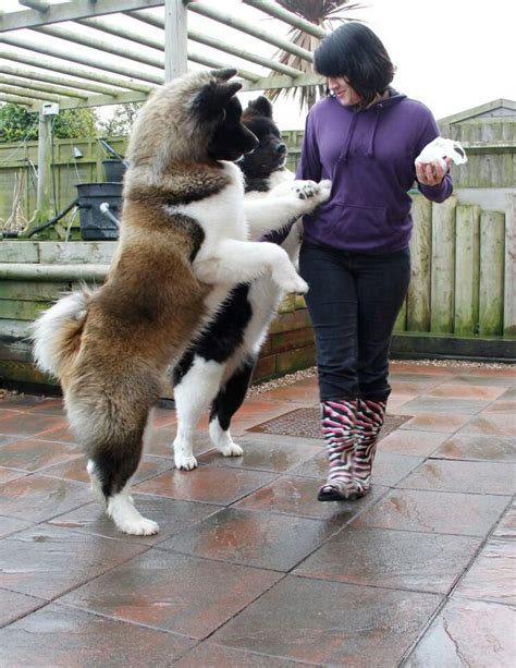 1000+ images about akita dogs on Pinterest