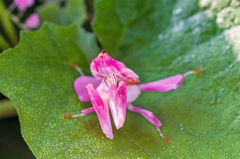 Orchid Mantis Camouflage The Praying Mantis On Leaf Stock Photo ...