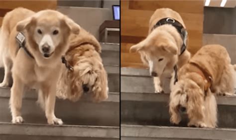 Blind Dog Uses Seeing Eye Dog To Help Him Get Around