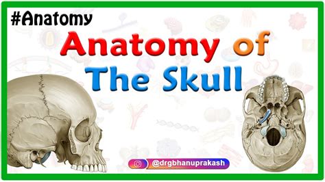 Anatomy of the Skull : Norma Verticalis and Norma Occipitalis - YouTube