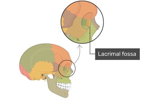 Lacrimal Bone Anatomy | GetBodySmart