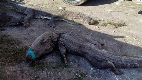 Authorities to Fine Quintana Roo Wildlife Company Over Deaths of 124 ...