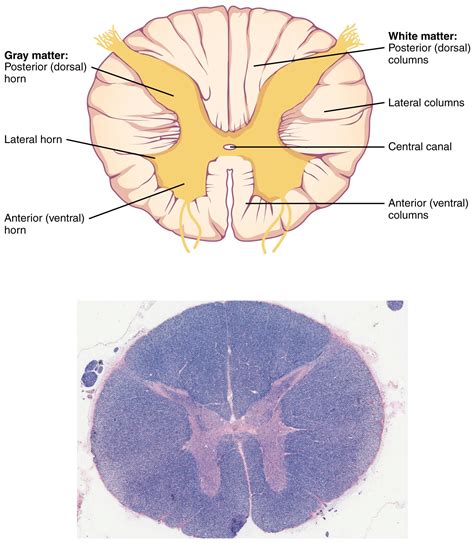 Image result for spinal cord human micrograph labelled | Spinal cord ...