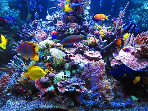 ALLESTIMENTO DI UN ACQUARIO DI BARRIERA | REEF AQUARIUM