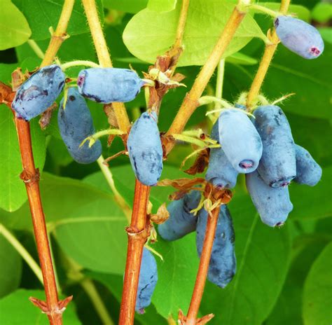 Honeyberry / Lonicera caerulea 'Honey Bee' | Ornamental plants, Dream ...