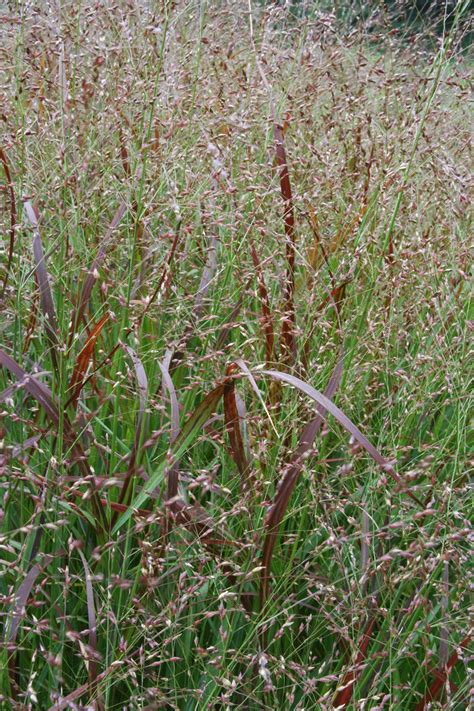 Panicum vir. Shenandoah Switchgrass | Peacock Valley Nursery