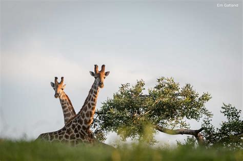 Know Before You Go : 4 Facts About a Giraffe's Eating Habits | Sun ...