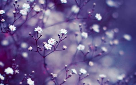 Nature Flowers Macro Mac Wallpaper Download | AllMacWallpaper