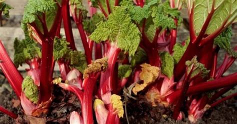 14 Absolute Best Rhubarb Varieties To Grow In Your Garden - Gardening ...