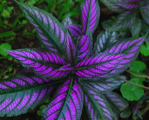 Persian Shield: Vibrant Shade Plant for Colorful Gardens