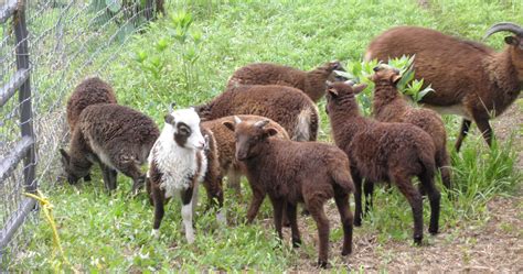 Soay Sheep For Sale – Smoky Buttes Ranch