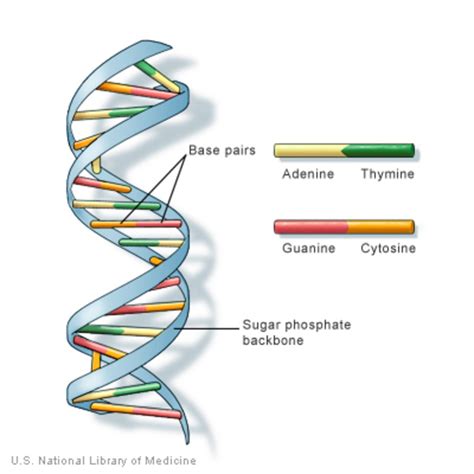 What is DNA?: MedlinePlus Genetics