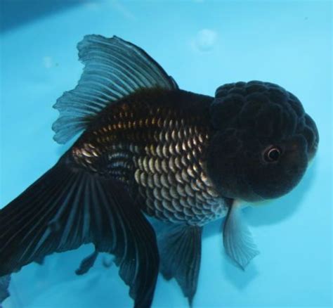 Black Oranda Goldfish Profile and Buying Guide - SeaFish