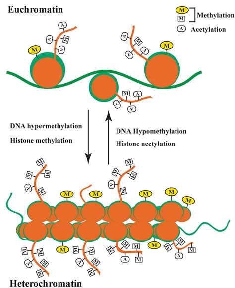 Eukaryotic chromatin organization. In eukaryotes chromatin is organized ...