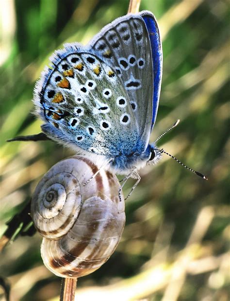 Common blue is resting on a snail by Hasenherzchen on DeviantArt