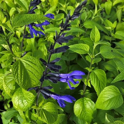 Photo #74711 | Salvia coerulea 'Black and Blue' | plant lust