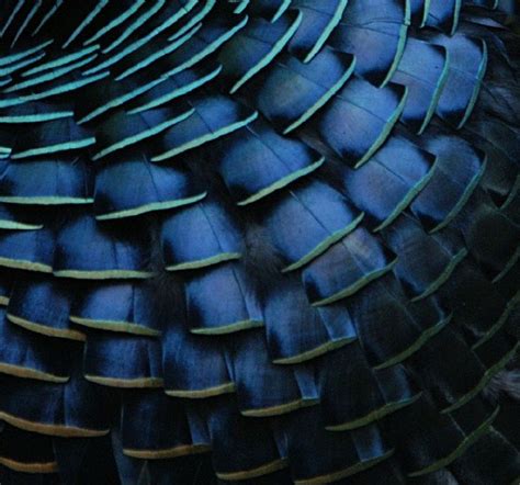 36 Awesome ocellated turkey feathers images | Turkey feathers, Feather ...