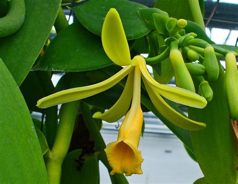 Buy Madacar Vanilla Rare Vanilla Planifolia Bean Rooted /Ready to Grow ...