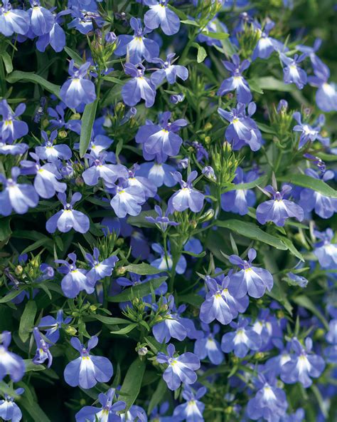 Laguna® Compact Blue with Eye - Lobelia erinus | Proven Winners