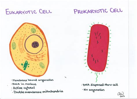 Prokaryotic Vs Eukaryotic Cells - Riset