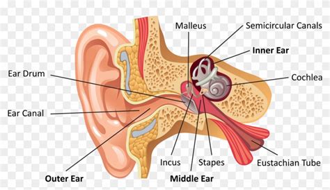 Easy Diagram Of Ear