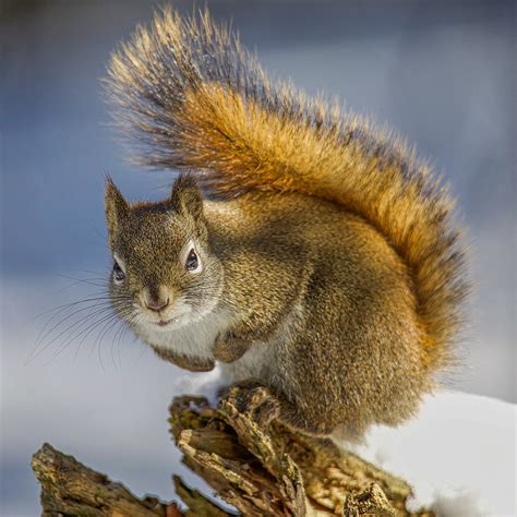 Franklin’s Ground Squirrel Project – Nature Alberta