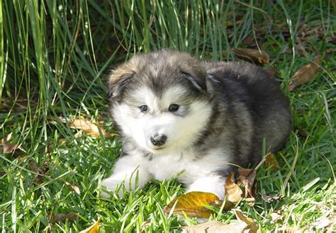 Alaskan Malamute Puppies For Sale - AKC PuppyFinder