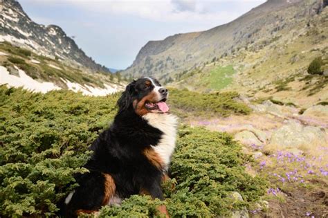 15 Mountain Dog Breeds That Love the Outdoors | Reader's Digest