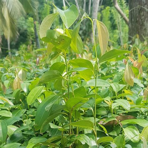 Cinnamon Plants. - Plants And Seeds