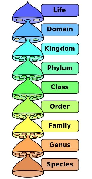 Domain (Biology) | Biology Dictionary