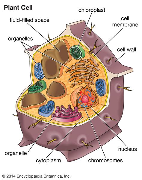 Cell Membrane Function In Prokaryotic Cells – Idalias Salon