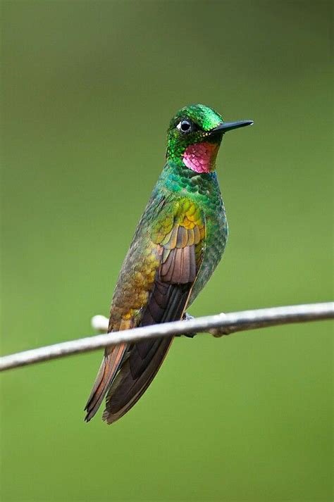 Brazilian Ruby | Hummingbird, Bird feathers, Hummingbird pictures