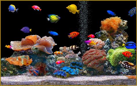 1920x1200, Full Size Of Fish Tank Wallpaper Aquarium - High Resolution ...