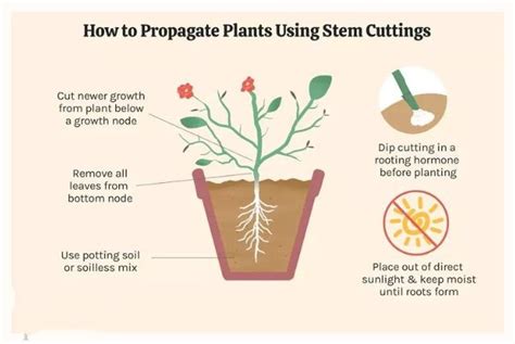 Growing from Plant Stem Cuttings - Al Ardh Alkhadra