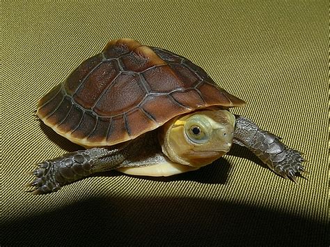 Asian Box Turtles for sale | The Turtle Source