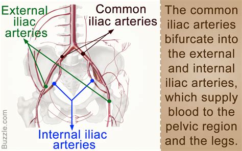 Anatomy and Function of the Common Iliac Artery With Labeled Diagrams ...