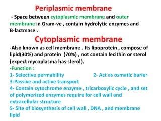 Bacterial structure | PPT | Free Download