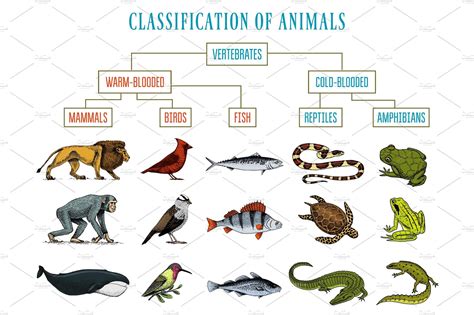 Classification of Animals. Reptiles amphibians mammals birds. Crocodile ...