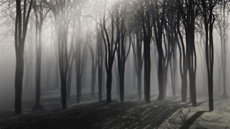 Free Photo | Spooky background of trees on a foggy night